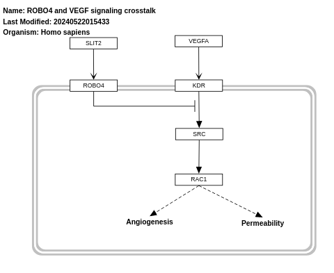 Robo4 and VEGF signaling pathways crosstalk