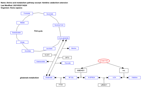 Amino acid metabolism pathway excerpt: histidine catabolism extension