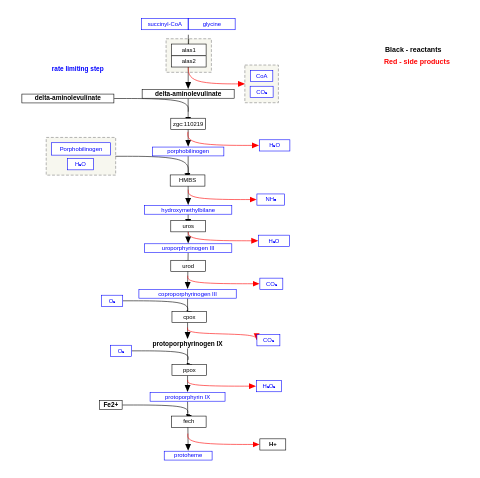 Heme biosynthesis