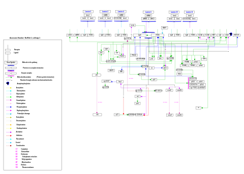 Alpha 6 beta 4 integrin signaling