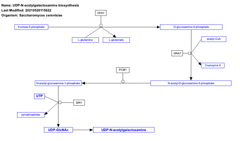 UDP-N-acetylgalactosamine biosynthesis