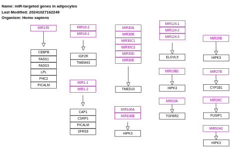 miR-targeted genes in adipocytes