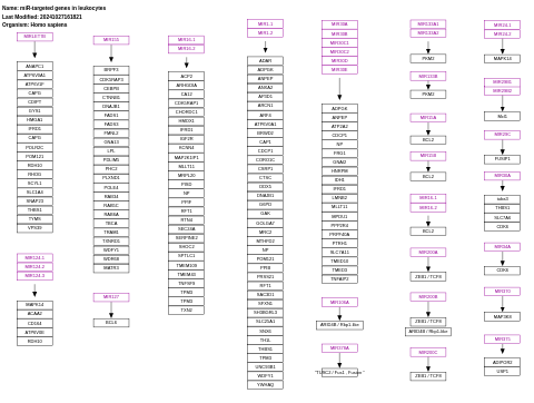 miR-targeted genes in leukocytes