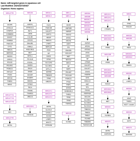 miR-targeted genes in squamous cell