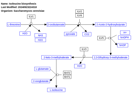 Isoleucine biosynthesis