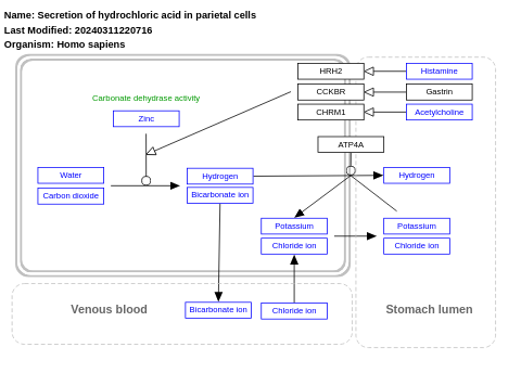 Secretion of hydrochloric acid in parietal cells