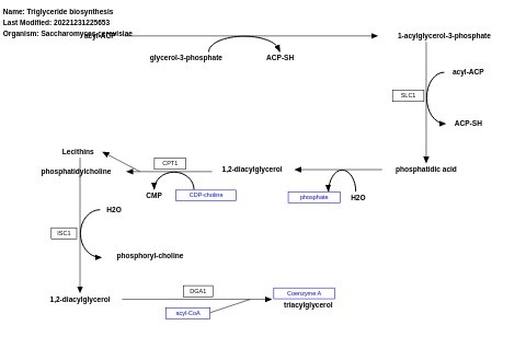 Triglyceride biosynthesis