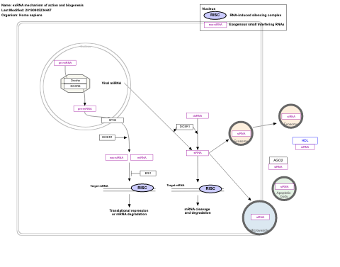 exRNA mechanism of action and biogenesis