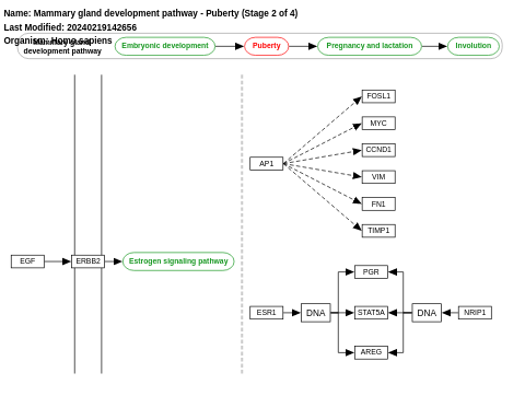 Mammary gland development pathway - Puberty (Stage 2 of 4)