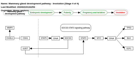 Mammary gland development pathway - Involution (Stage 4 of 4)