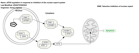 eIF5A regulation in response to inhibition of the nuclear export system