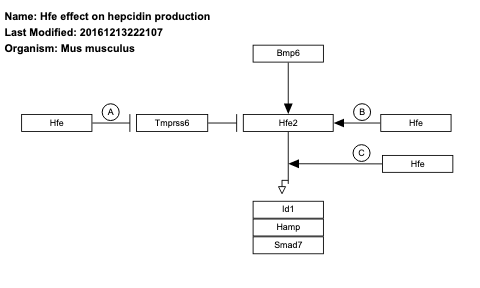  Hfe effect on hepcidin production