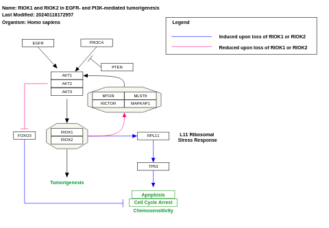 RIOK1 and RIOK2 in EGFR- and PI3K-mediated tumorigenesis