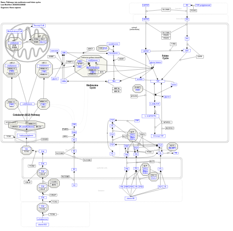 Pathways into methionine and folate cycles