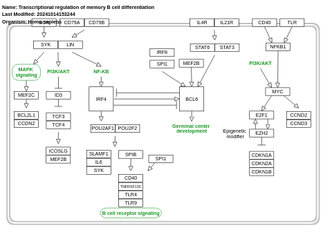 Transcriptional regulation of memory B cell differentiation