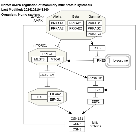 AMPK regulation of mammary milk protein synthesis