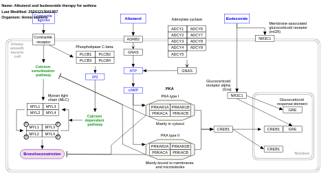 Albuterol and budesonide therapy for asthma