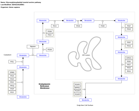 Glycosylphosphatidyl inositol anchor pathway