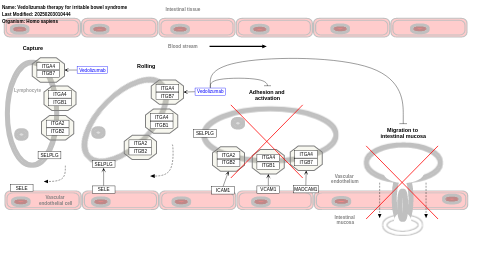 Vedolizumab therapy for inflammatory bowel disease