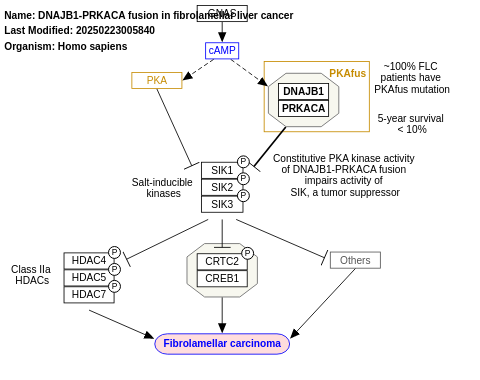 DNAJB1-PRKACA fusion in fibrolamellar liver cancer