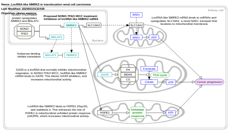 LncRNA-like NMRK2 in translocation renal cell carcinoma