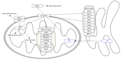 SLC25A46 pathway
