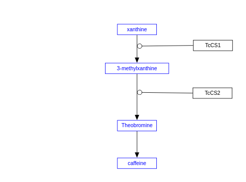 Theobroma cacao caffeine synthesis