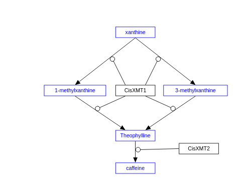 Citrus sinensis caffeine synthesis