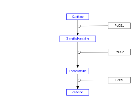 Paullinia cupana caffeine synthesis