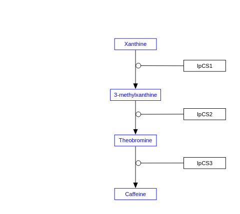 Ilex paraguariensis caffeine synthesis